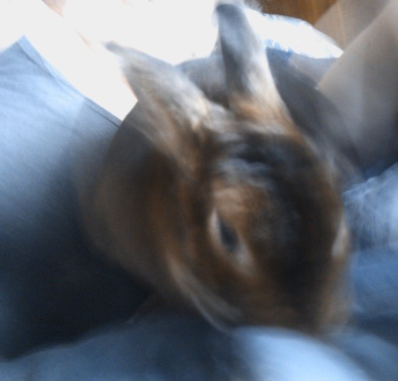 2011-06-05Bebe-covers