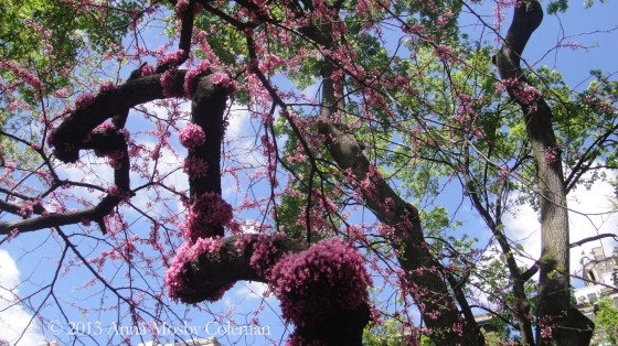 bloomin-trunk-tree-Anna-Mosby-Coleman2013