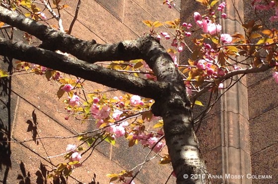 April_16_2016_©_Anna-Mosby-Coleman