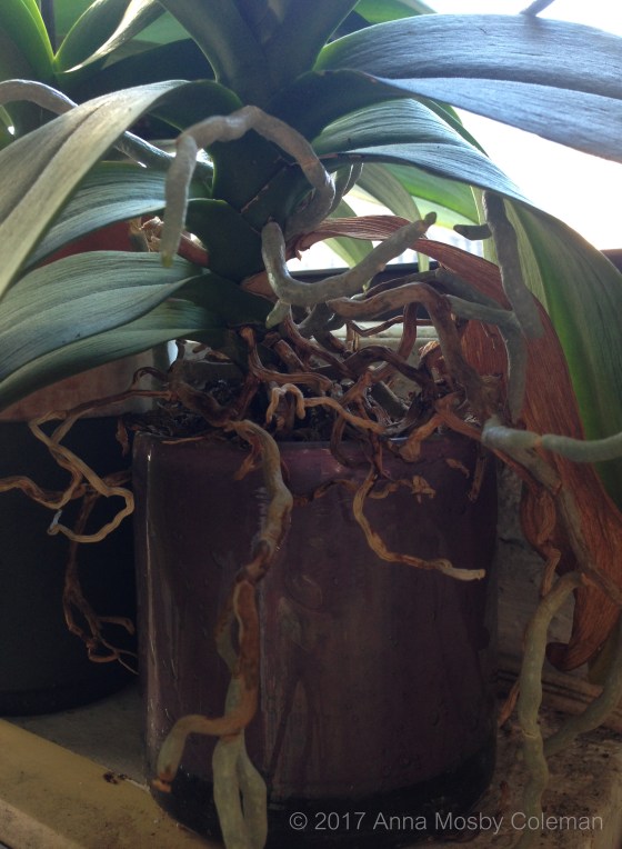 orchid-in-february_annamosbycoleman