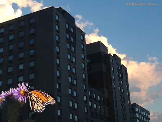 monarch-nyc-AnnaMosbyColeman