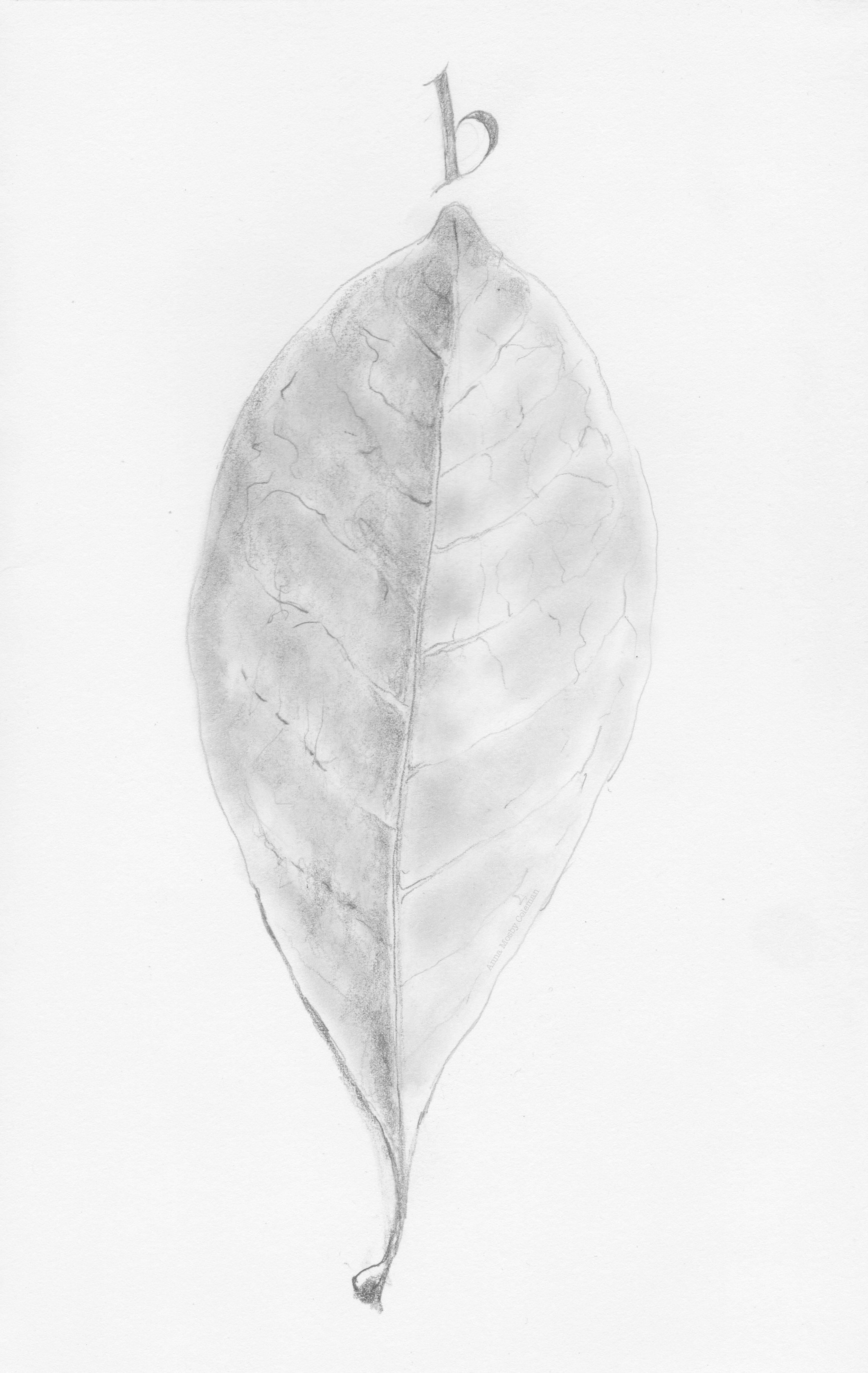 b-leaf_september2017_©AnnaMosbyColeman