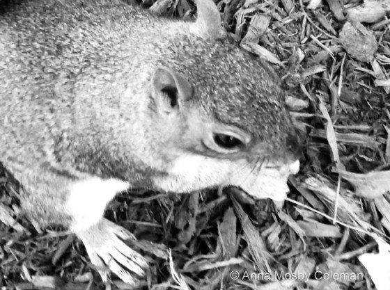 Grey_Squirrel_Literally©2017_AnnaMosbyColeman