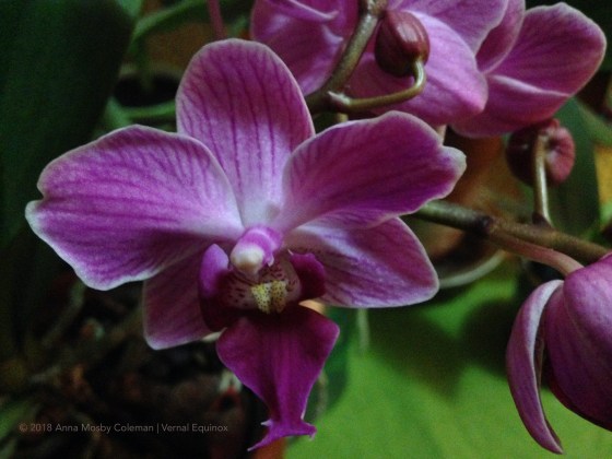 Vernal-Equinox-3-20-2018_©AnnaMosbyColeman