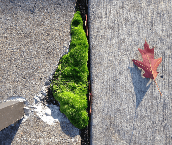 moss-leaf-©AnnaMosbyColeman-110519